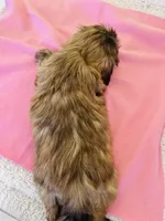 female 1, a  Shih Tzu for sale in Wingate, NC – Photo 1 of 2