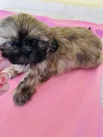 female 1, a  Shih Tzu for sale in Wingate, NC – Photo 2 of 2