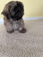 female 1, a  Shih Tzu for sale in Wingate, NC – Photo 3 of 3