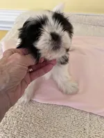 female 1, a female Shih Tzu for sale in Wingate, NC – 2 of 3