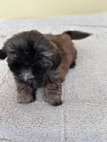 BrM, a male Shih Tzu for sale in Wingate, NC – 2 of 2