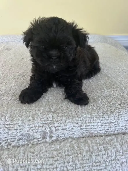 boy, a male Shihpoo for sale in Wingate, NC – 1 of 1
