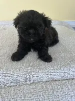boy, a male Shihpoo for sale in Wingate, NC – 1 of 1