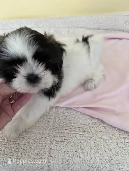 female 1 – Shih Tzu puppy for sale in Wingate, NC