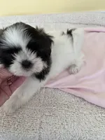 female 1, a female Shih Tzu for sale in Wingate, NC – 1 of 3