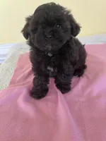 female, a female Shihpoo for sale in Wingate, NC – 2 of 2
