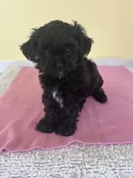 spfemale, a female Shihpoo for sale in Wingate, NC – 2 of 2