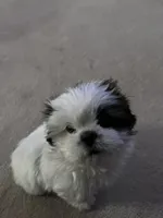 TOOT, a male Shih Tzu for sale in Wingate, NC – Photo 3 of 4