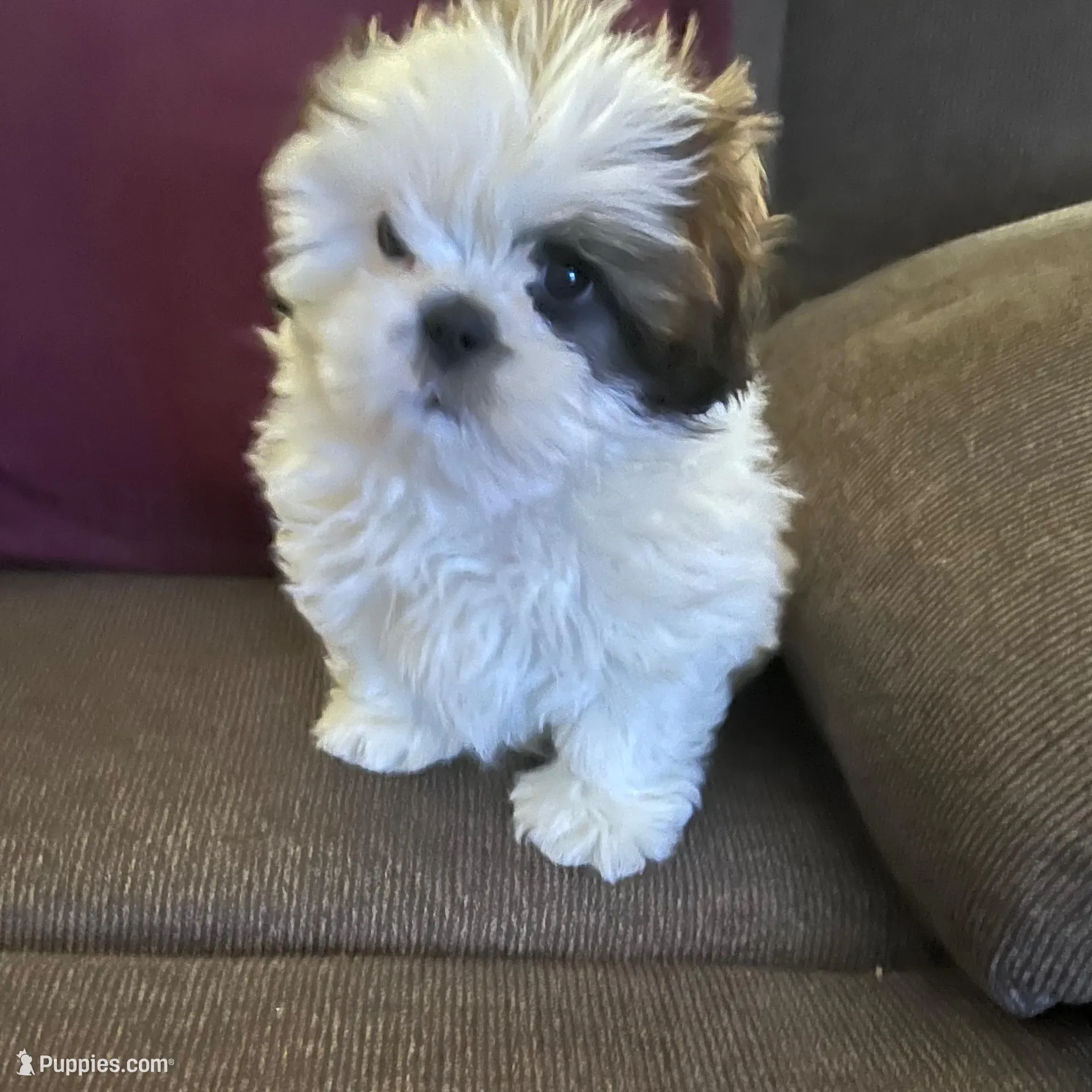 TOOT, a male Shih Tzu for sale in Wingate, NC – Photo 2 of 4