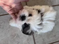 TOOT, a male Shih Tzu for sale in Wingate, NC – Photo 4 of 4