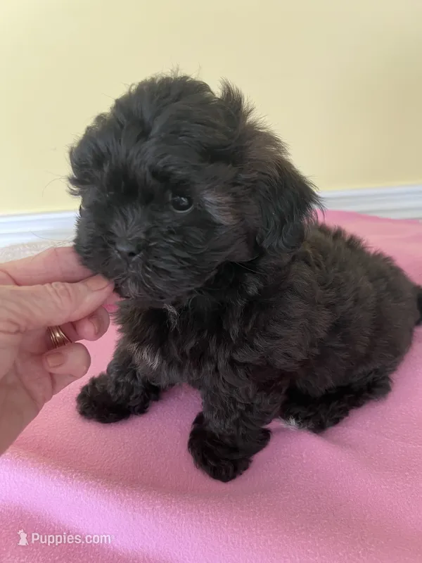 female2 – Shihpoo puppy for sale in Wingate, NC