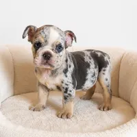 Capone, a male English Bulldog for sale in Houston, TX – 2 of 2
