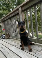 Connie.  European Doberman , a female Doberman Pinscher for sale in Three Rivers, MI – 2 of 6