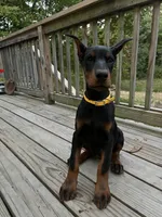 Connie.  European Doberman , a female Doberman Pinscher for sale in Three Rivers, MI – 3 of 6