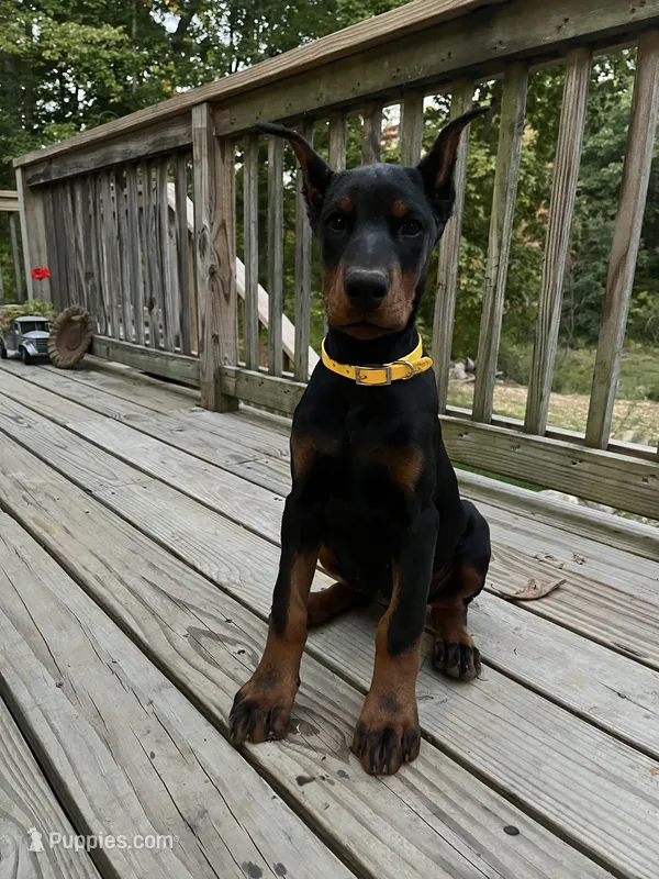Connie.  European Doberman  – Doberman Pinscher puppy for sale in Three Rivers, MI