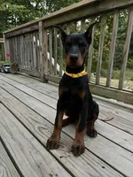 Connie.  European Doberman , a female Doberman Pinscher for sale in Three Rivers, MI – 1 of 6