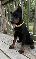 Connie.  European Doberman , a female Doberman Pinscher for sale in Three Rivers, MI – 5 of 6