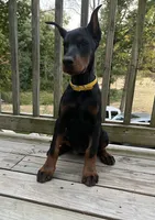 Connie.  European Doberman , a female Doberman Pinscher for sale in Three Rivers, MI – 6 of 6