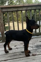 Connie.  European Doberman , a female Doberman Pinscher for sale in Three Rivers, MI – 4 of 6