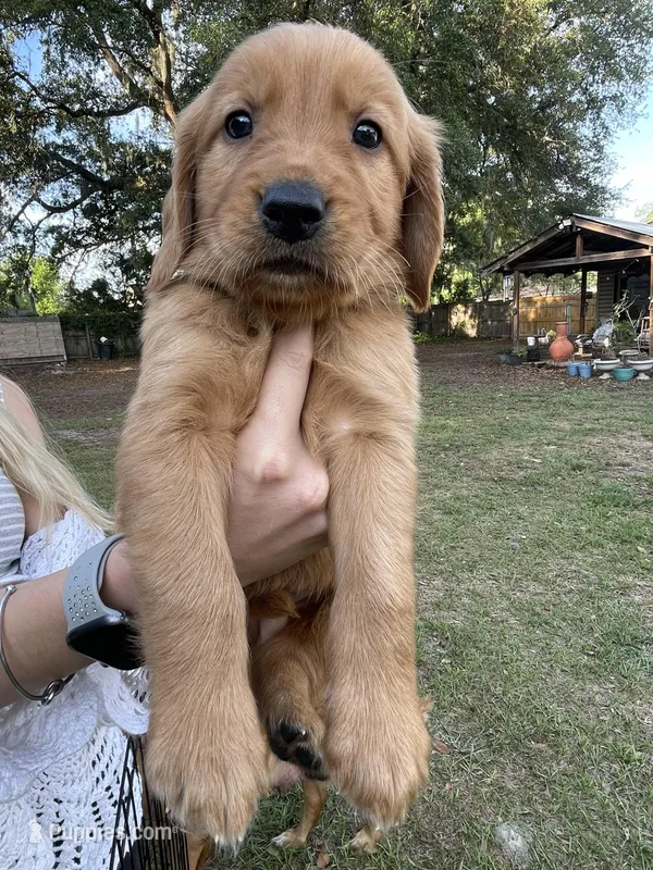 Ace – Golden Retriever puppy for sale in Pooler, GA