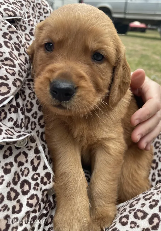Ace – Golden Retriever puppy for sale in Pooler, GA