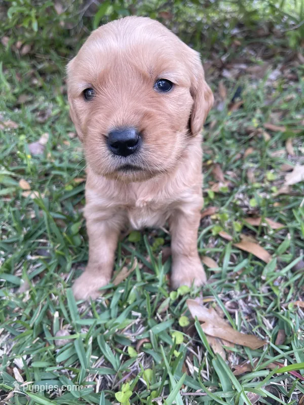 Violet, a female Golden Retriever for sale in Pooler, GA – Photo 1 of 1