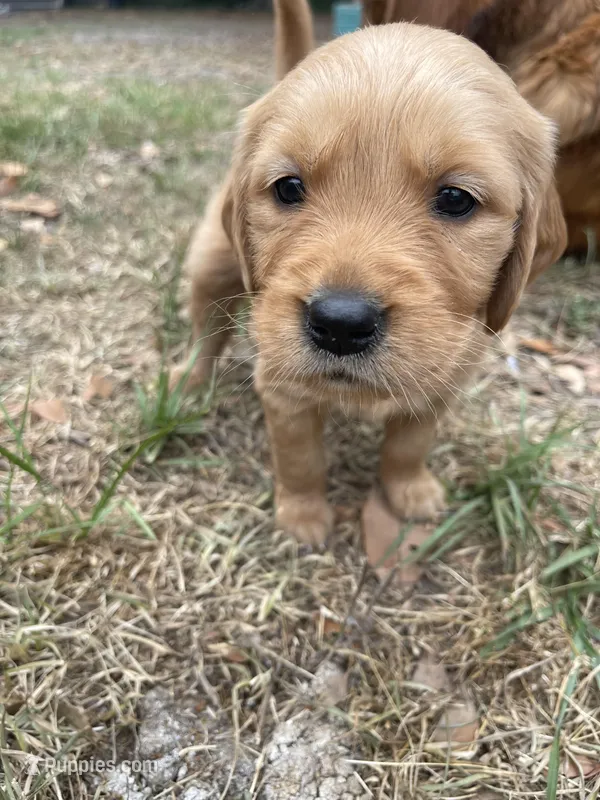 Violet – Golden Retriever puppy for sale in Pooler, GA