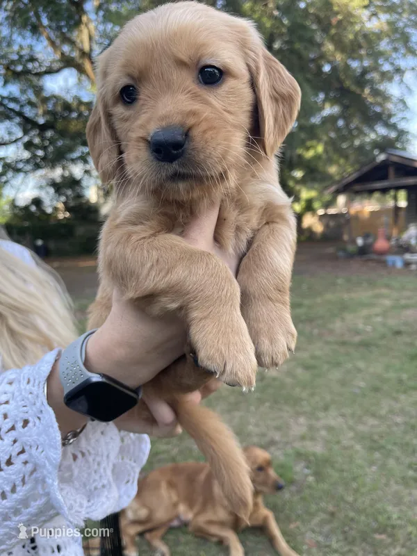 Violet – Golden Retriever puppy for sale in Pooler, GA