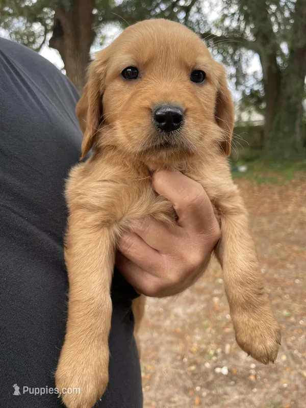 Violet – Golden Retriever puppy for sale in Pooler, GA