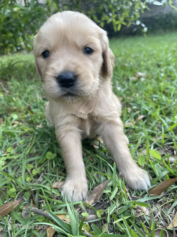 Daisy, a female Golden Retriever for sale in Pooler, GA – Photo 1 of 1