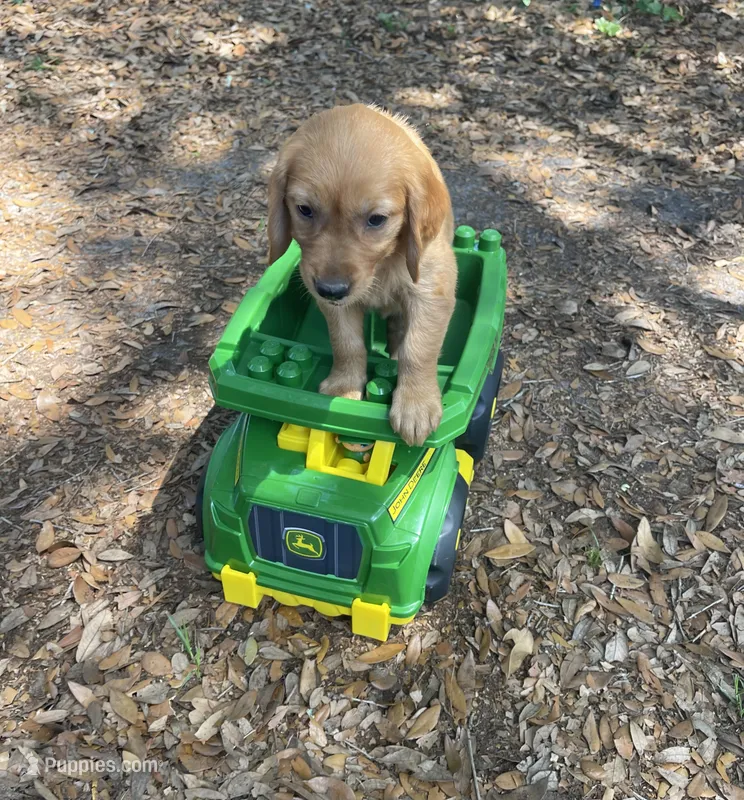 Luna – Golden Retriever puppy for sale in Pooler, GA
