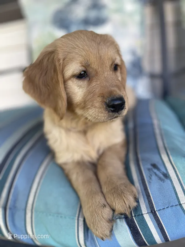 Rosie – Golden Retriever puppy for sale in Pooler, GA