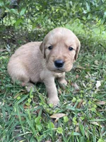 Rosie, a female Golden Retriever for sale in Pooler, GA – Photo 1 of 2