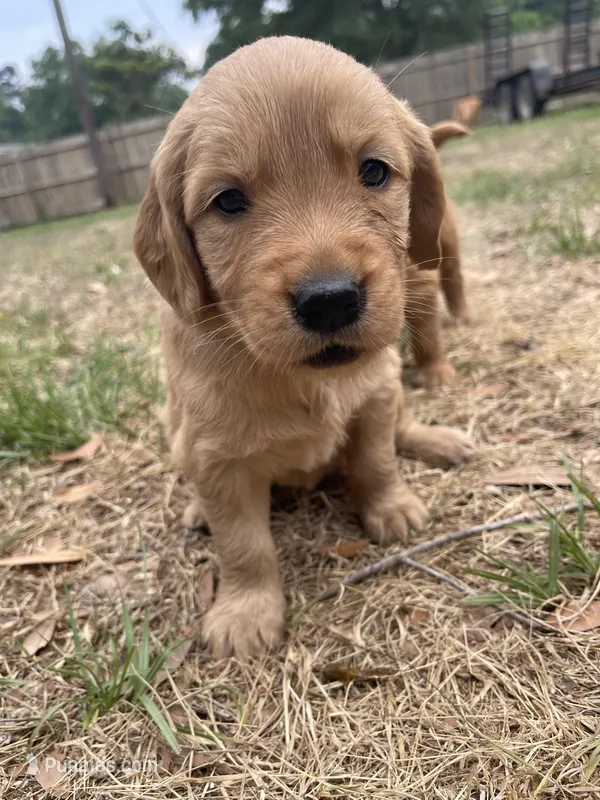 Rosie – Golden Retriever puppy for sale in Pooler, GA