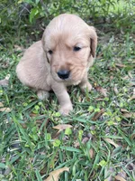 Rosie, a female Golden Retriever for sale in Pooler, GA – Photo 2 of 2