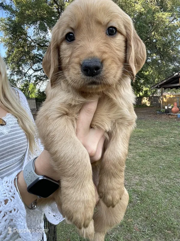 Rosie – Golden Retriever puppy for sale in Pooler, GA