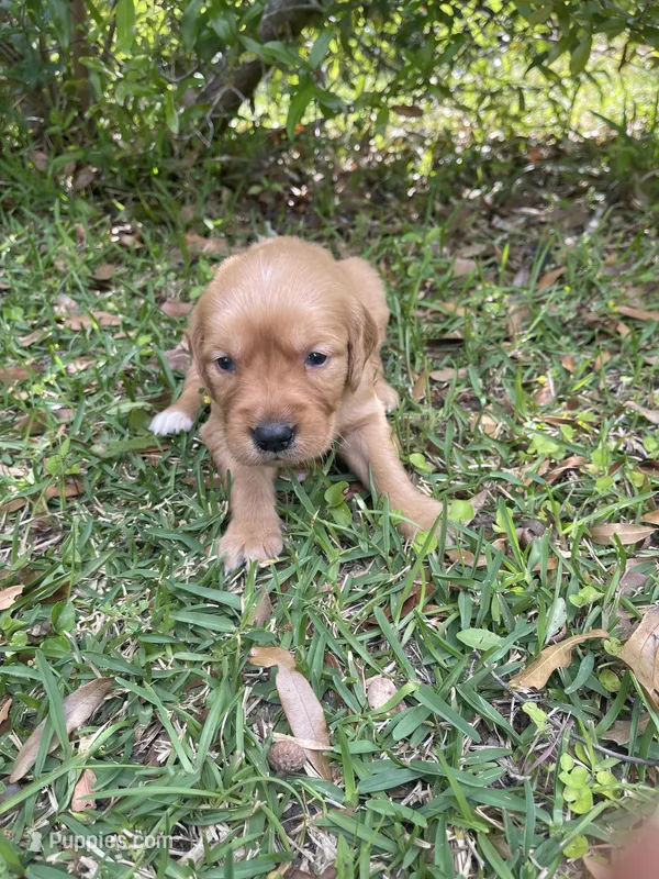 Willow – Golden Retriever puppy for sale in Pooler, GA