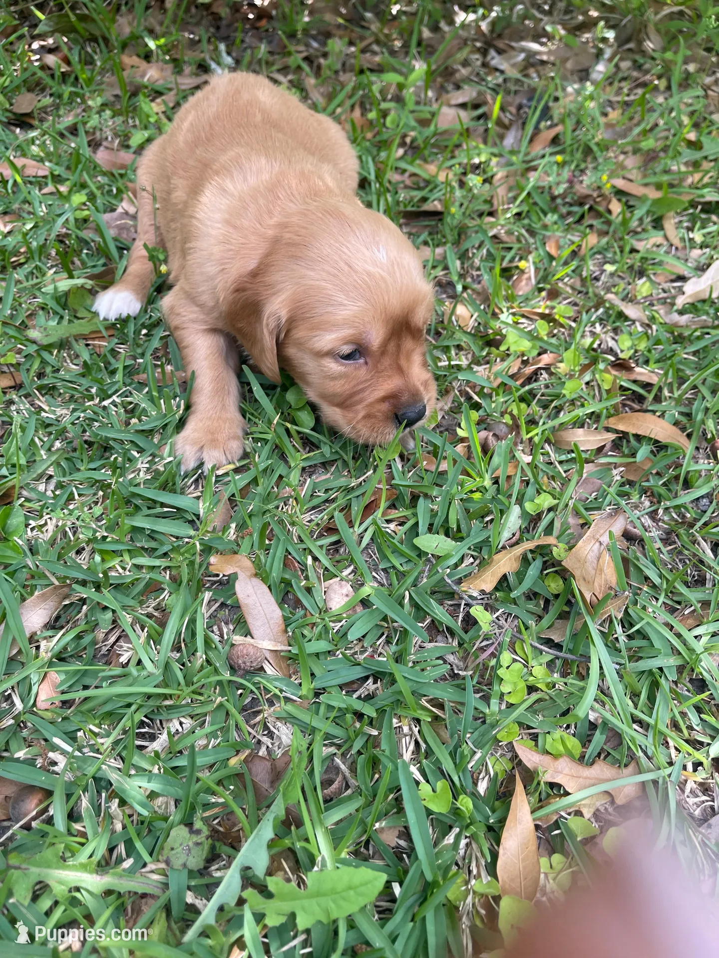 Willow, a female Golden Retriever for sale in Pooler, GA – Photo 2 of 2