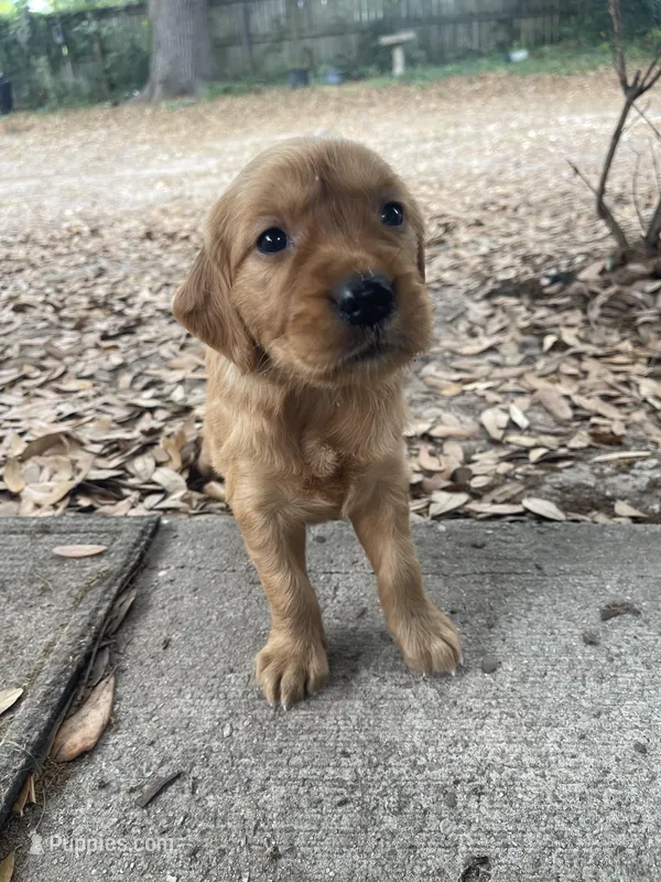 Luna – Golden Retriever puppy for sale in Pooler, GA