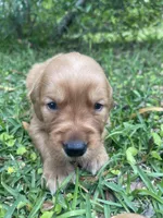 Luna, a female Golden Retriever for sale in Pooler, GA – Photo 2 of 2