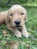Luna, a female Golden Retriever for sale in Pooler, GA – Photo 1 of 2