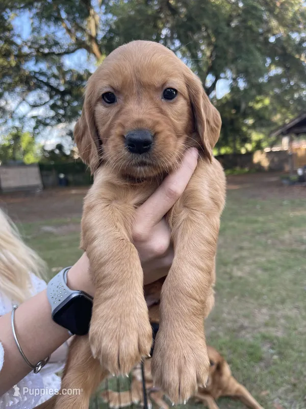 Luna – Golden Retriever puppy for sale in Pooler, GA