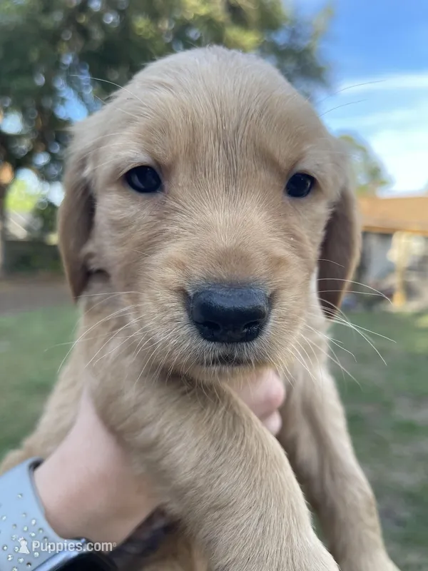 Red – Golden Retriever puppy for sale in Pooler, GA