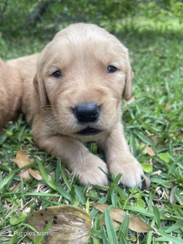 Red – Golden Retriever puppy for sale in Pooler, GA
