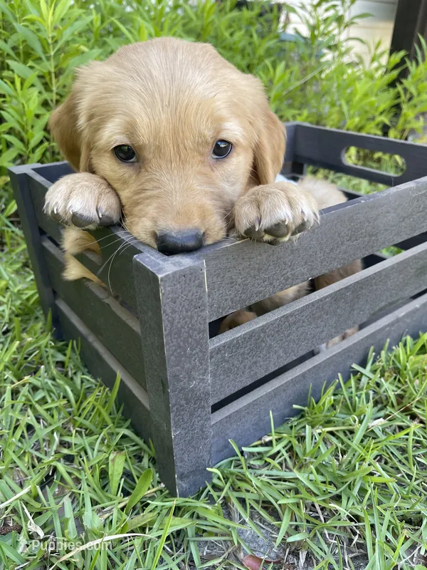 Red – Golden Retriever puppy for sale in Pooler, GA