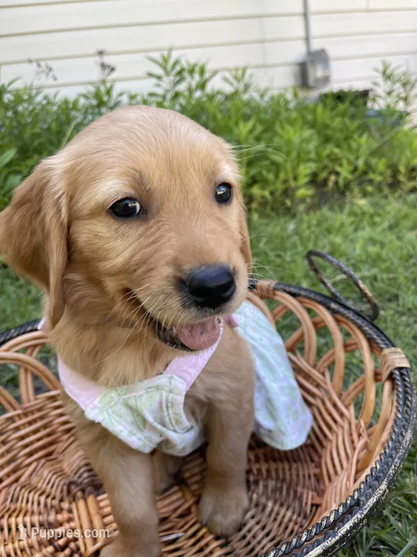Violet – Golden Retriever puppy for sale in Pooler, GA