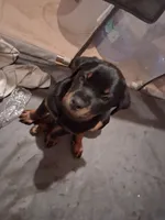 Baby, a female Rottweiler for sale in Raeford, NC – 2 of 2