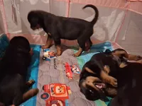 Baby, a female Rottweiler for sale in Raeford, NC – 2 of 2