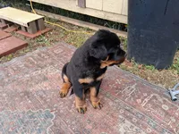 Diamond, a male Rottweiler for sale in Raeford, NC – Photo 2 of 2