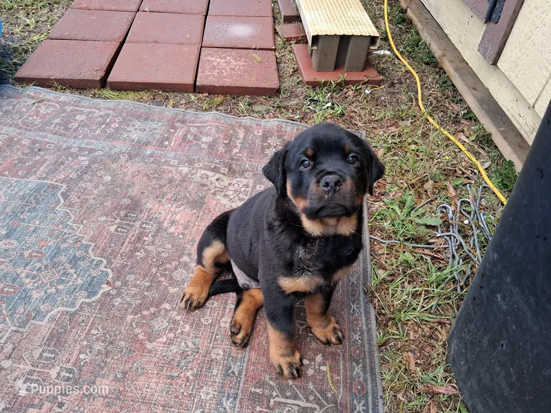Diamond – Rottweiler puppy for sale in Raeford, NC